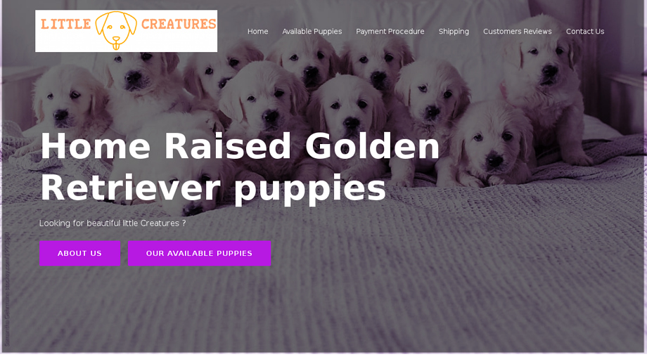 Littlecreatureshome.com - Golden Retriever Puppy Scam Review