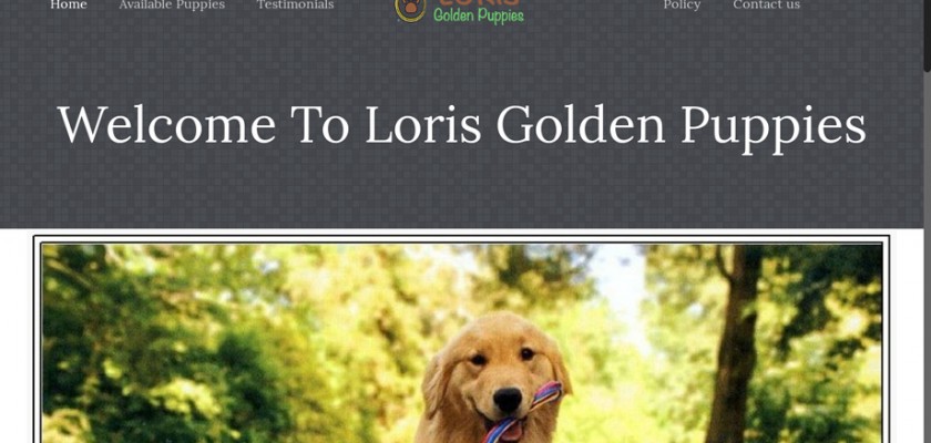 Lorisgoldenpuppies.com - Golden Retriever Puppy Scam Review