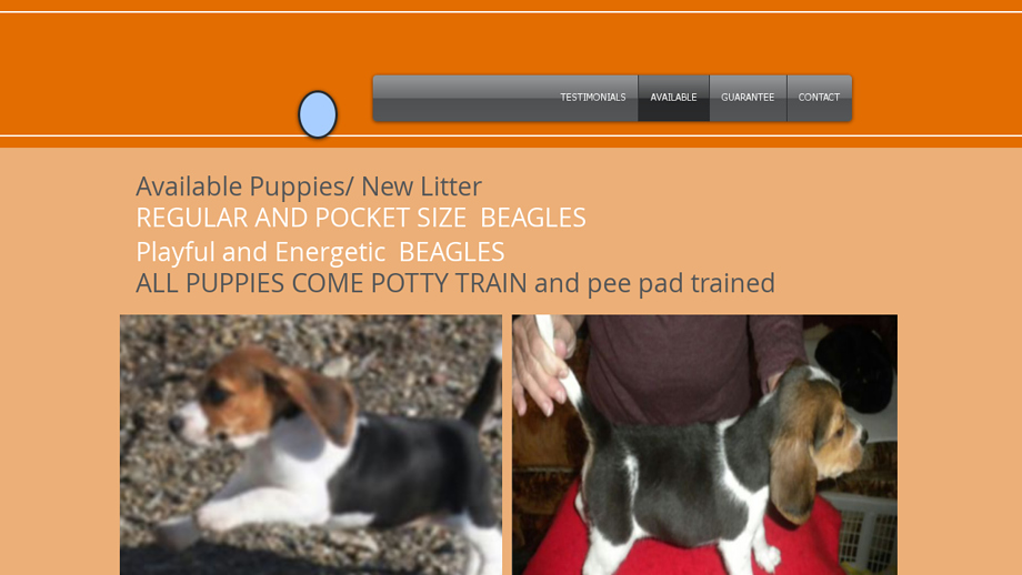 Sweetbeagles.com - Beagle Puppy Scam Review