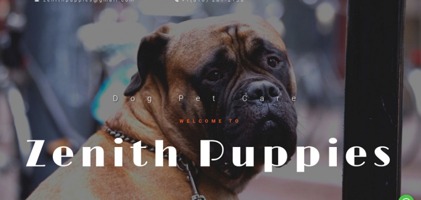 Zenithpuppies.com - English Bulldog Puppy Scam Review