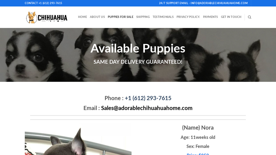 Adorablechihuahuahome.com - Chihuahua Puppy Scam Review