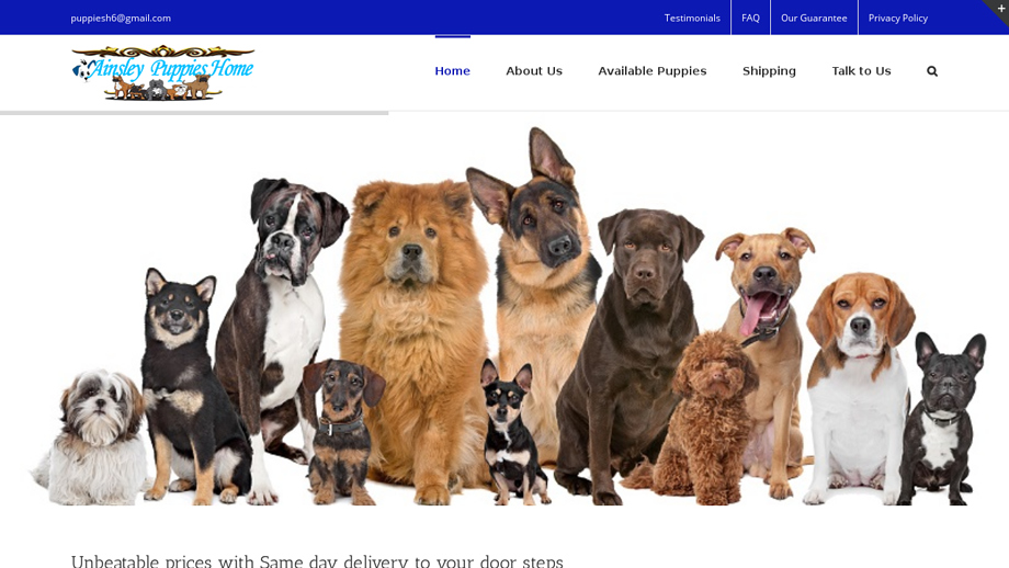 Ainsleypuppies.com - English Bulldog Puppy Scam Review