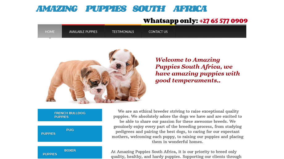 Amazingpuppiessa.com - Yorkshire Terrier Puppy Scam Review