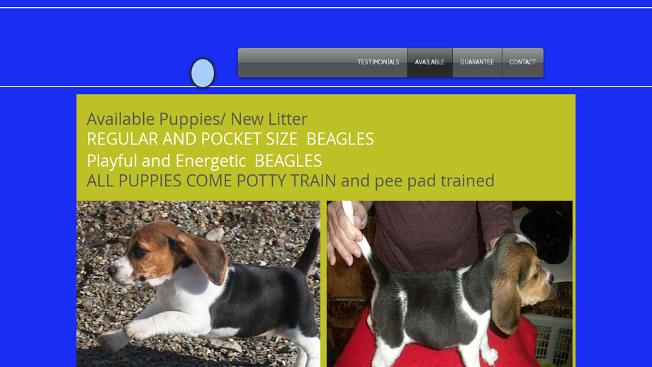 Beagleshouse.com - Beagle Puppy Scam Review