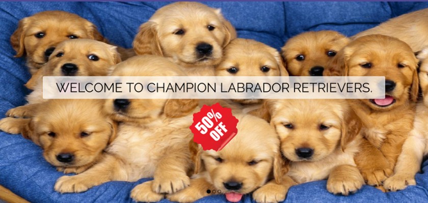 Championlabrador.com - Golden Retriever Puppy Scam Review