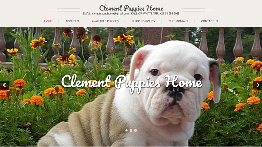 Clementpuppieshome.com - English Bulldog Puppy Scam Review