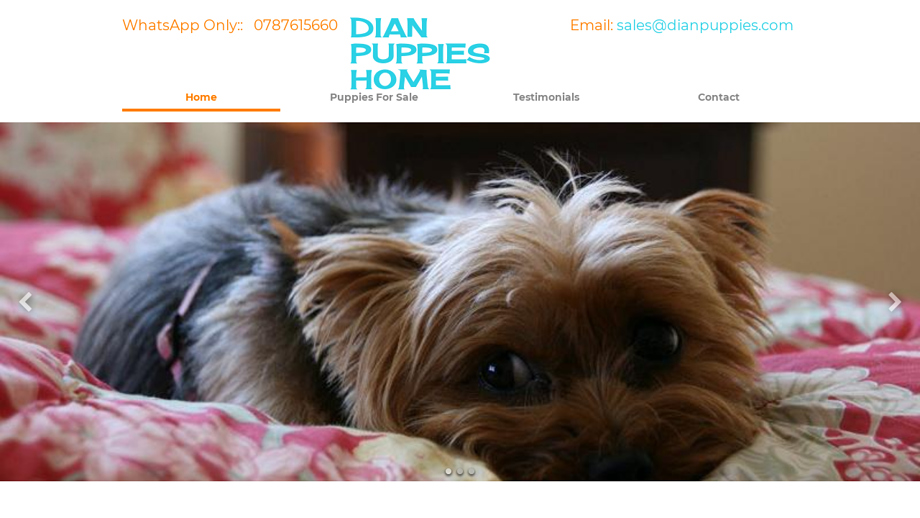 Dianpuppies.com - Yorkshire Terrier Puppy Scam Review