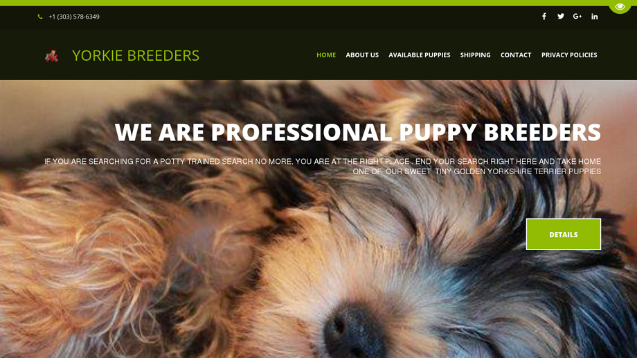 Goldenyorkiebreeders.com - Yorkshire Terrier Puppy Scam Review