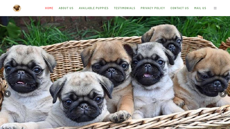 Hometrainedpugpups.com - Pug Puppy Scam Review