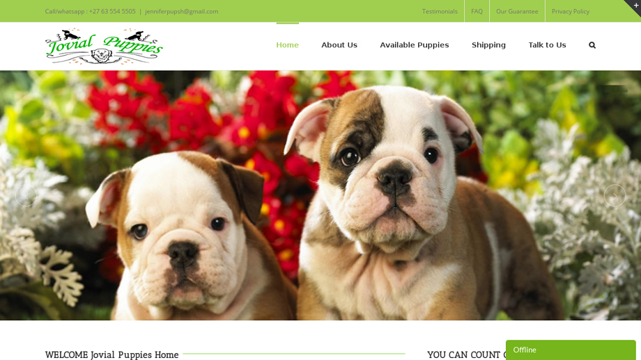 Jovialpuppies.com - English Bulldog Puppy Scam Review