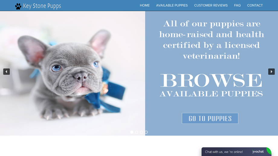 Keystonepupps.com - French Bulldog Puppy Scam Review