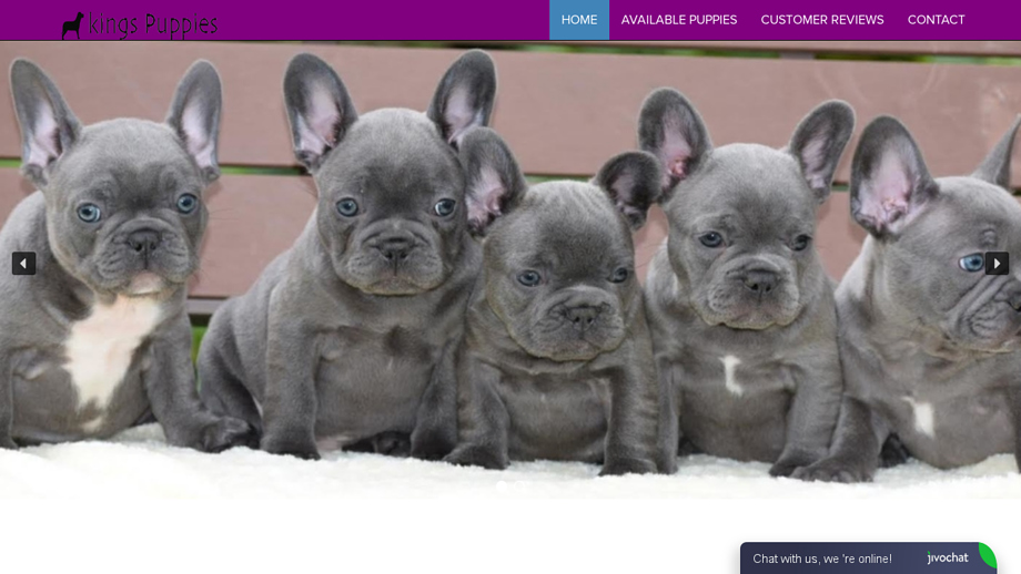 Kingspuppies.com - French Bulldog Puppy Scam Review