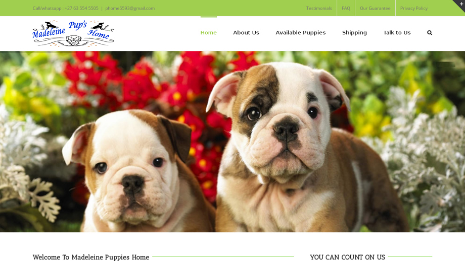 Madeleinepups.com - English Bulldog Puppy Scam Review