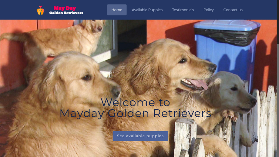 Maydaygoldenretrievers.com - Golden Retriever Puppy Scam Review