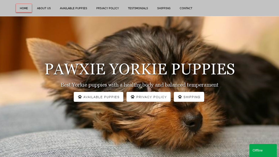 Pawxieyorkiepuppies.com - Yorkshire Terrier Puppy Scam Review