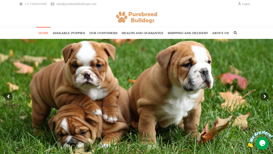 Purebreedbulldogs.com - Bulldog Puppy Scam Review