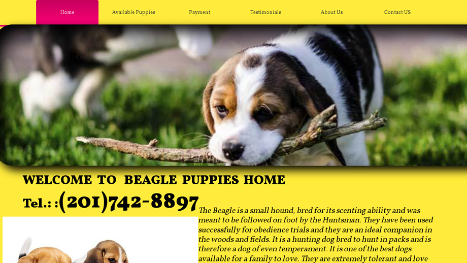 Re-homingbeaglepuppies.com - Beagle Puppy Scam Review