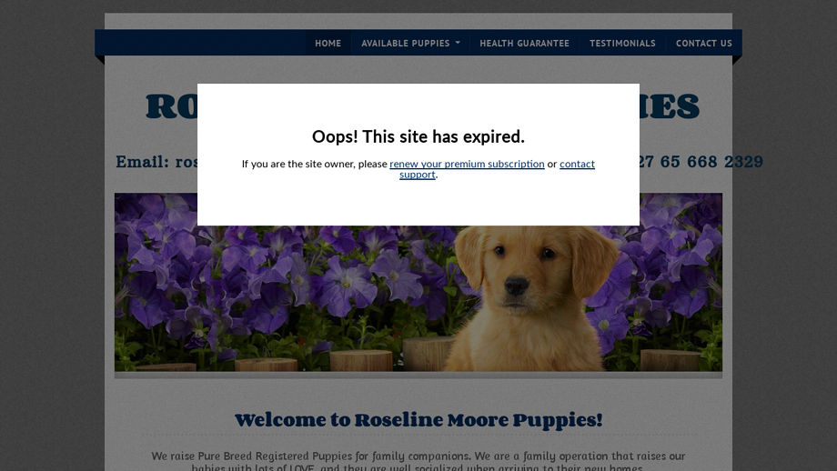 Roselinemoorepuppies.com - Labrador Puppy Scam Review