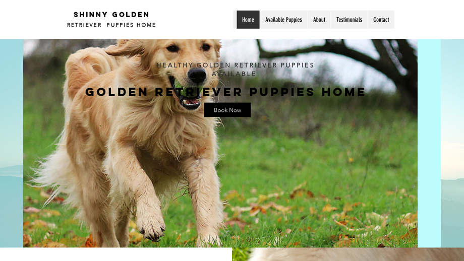 Shinnygoldenretrieverpups.com - Golden Retriever Puppy Scam Review