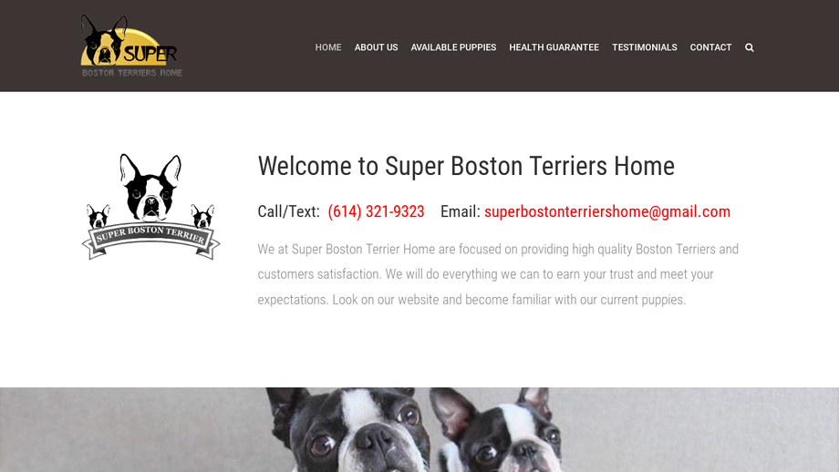 Superbostonterriershome.com - Terrier Puppy Scam Review