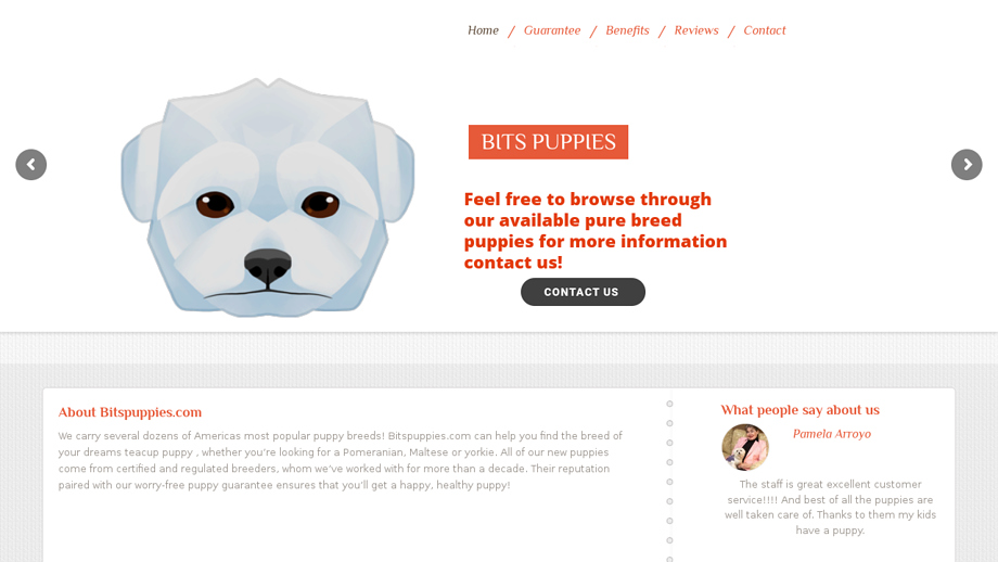 Teensypuppies.com - Pomeranian Puppy Scam Review