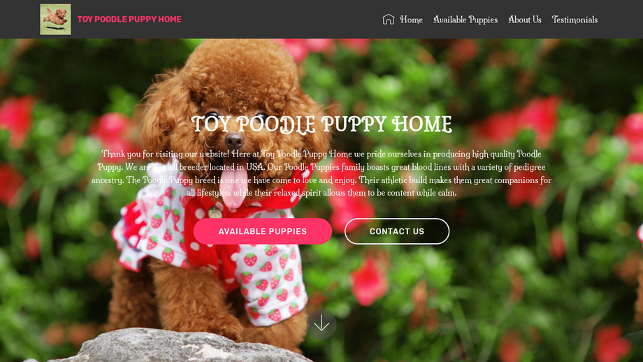 Toypoodlefamily.com - Poodle Puppy Scam Review