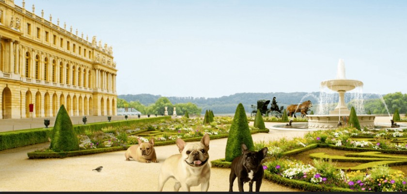 Treasurefriendlypuppies.com - French Bulldog Puppy Scam Review