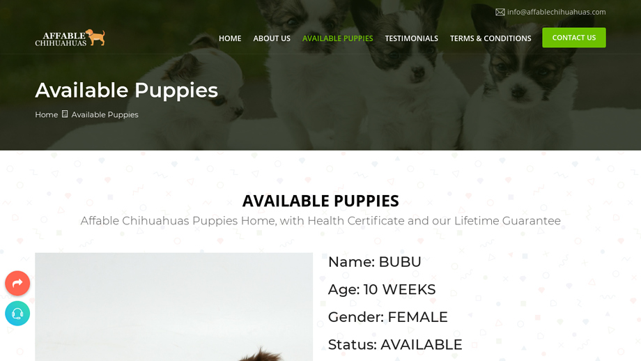 Affablechihuahuas.com - Chihuahua Puppy Scam Review