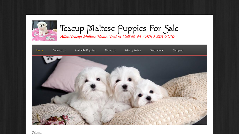 Allanteacuppuppies.com - Maltese Puppy Scam Review