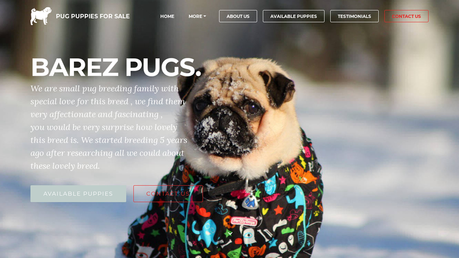 Barezpugssale.com - Pug Puppy Scam Review