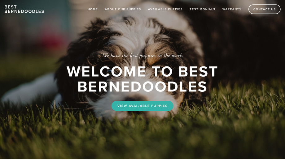 Best-bernedoodles.com - Bernedoodle Puppy Scam Review