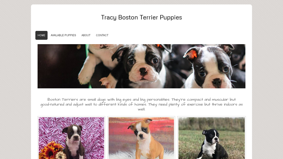 Bostonterrierss.com - Boston Terrier Puppy Scam Review