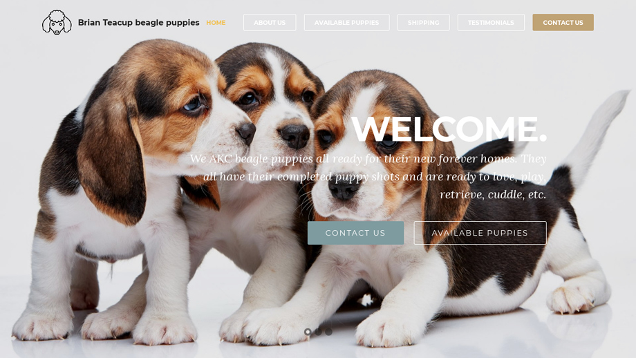 Brianteacupbeaglepuppies.com - Beagle Puppy Scam Review