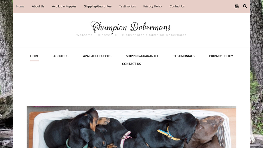 Champdobies.com - Doberman Pinscher Puppy Scam Review