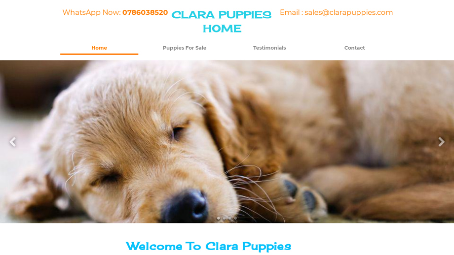 Clarapuppies.com - Golden Retriever Puppy Scam Review