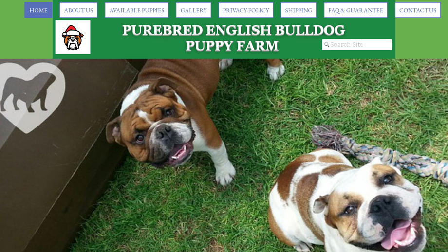 Englishbulldogfarm.com - English Bulldog Puppy Scam Review