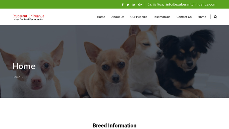 Exuberantchihuahua.com - Chihuahua Puppy Scam Review