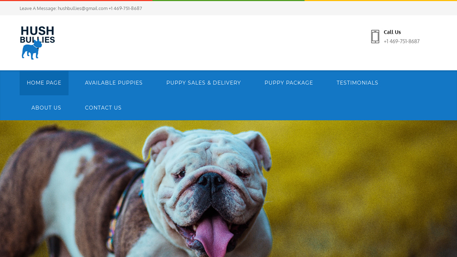 Hushbullies.com - Bulldog Puppy Scam Review