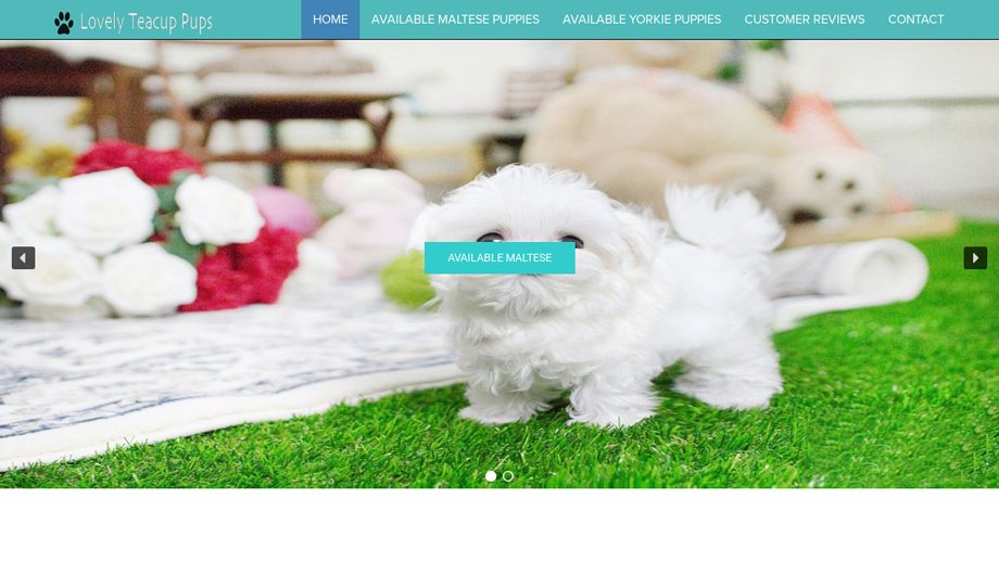 Lovelyteacuppups.com - Yorkshire Terrier Puppy Scam Review