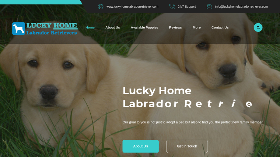 Luckyhomelabradorretriever.com - Golden Retriever Puppy Scam Review