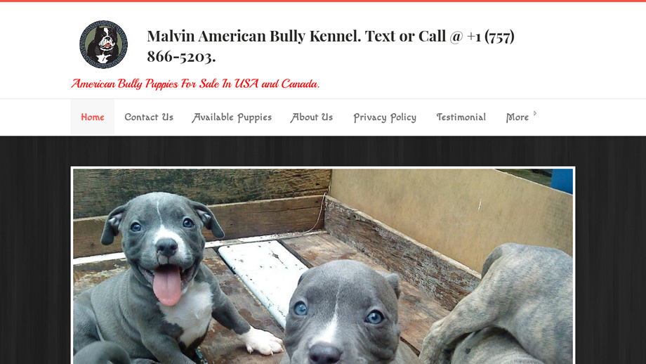 Malvinamericanbully.com - Pit Bull Puppy Scam Review