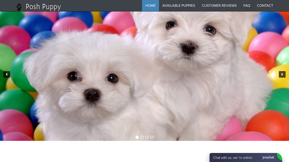 Posh-puppy.com - Pomeranian Puppy Scam Review