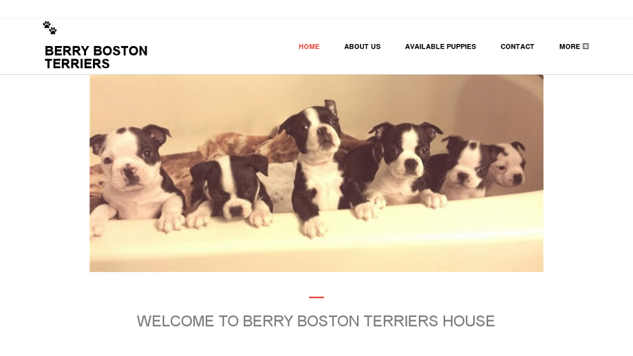 Primebostonterriers.com - Boston Terrier Puppy Scam Review