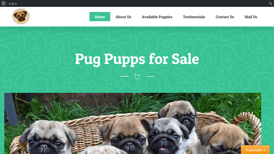 Pugpuppsforsale.com - Pug Puppy Scam Review