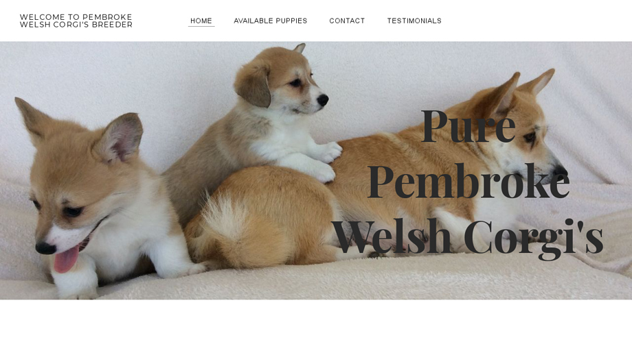 Purepembrokewelshcorgi.com - Corgi Puppy Scam Review