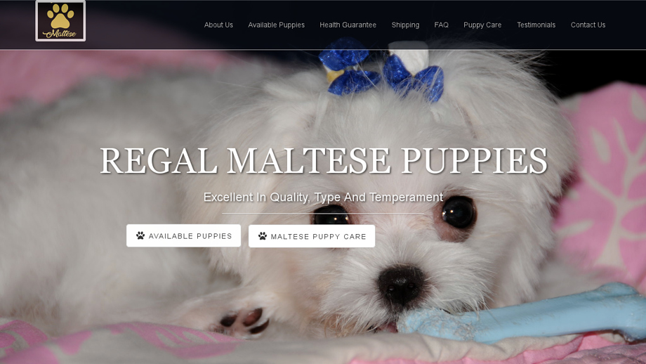 Regalmaltesepups4sale.com - Maltese Puppy Scam Review