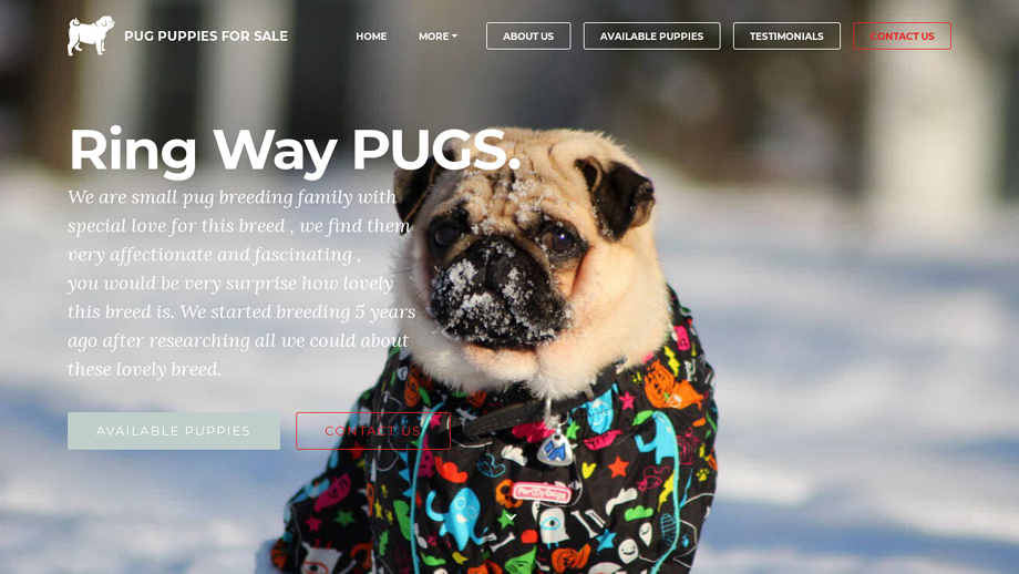 Ringwaypugpuppies.com - Pug Puppy Scam Review