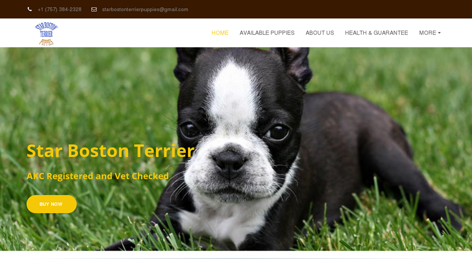 Starbostonterrier.net - Boston Terrier Puppy Scam Review