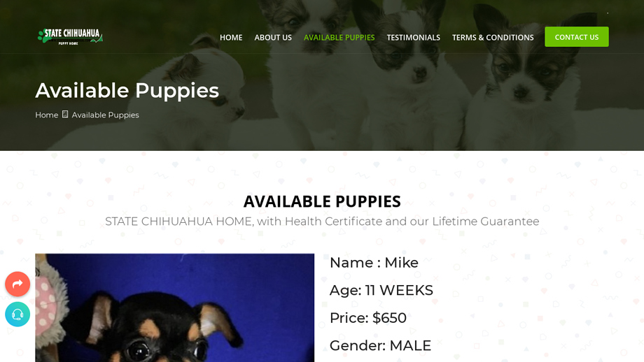 Statechihuahuahome.com - Chihuahua Puppy Scam Review