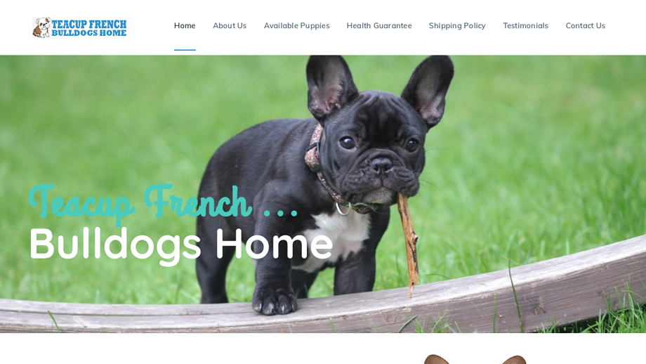 Teacupfrenchbulldogshome.com - French Bulldog Puppy Scam Review